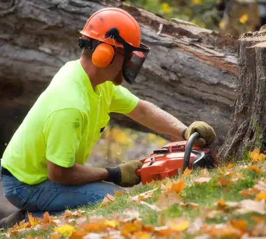 tree services Lincolndale